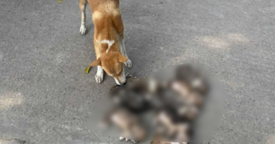 ৮ কুকুরছানাকে চুবিয়ে হত্যা: কোন শাস্তি হতে পারে